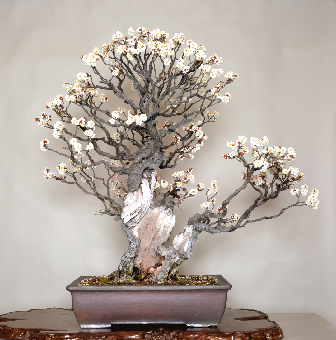 自古备受青睐，梅花盆景的美你领略到没有（1）