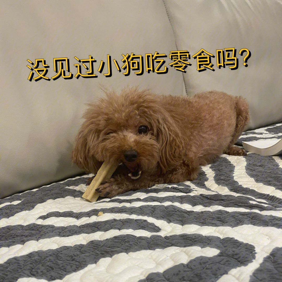 哪种狗聪明智商高,不要小看了狗狗的智商