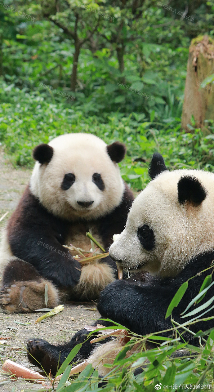 花花：接住谭爷爷给的小苹果，仿佛接住了整个世界。