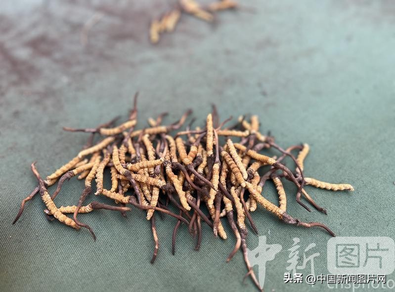 青海冬虫夏草2023价目表,青海冬虫夏草的价格表