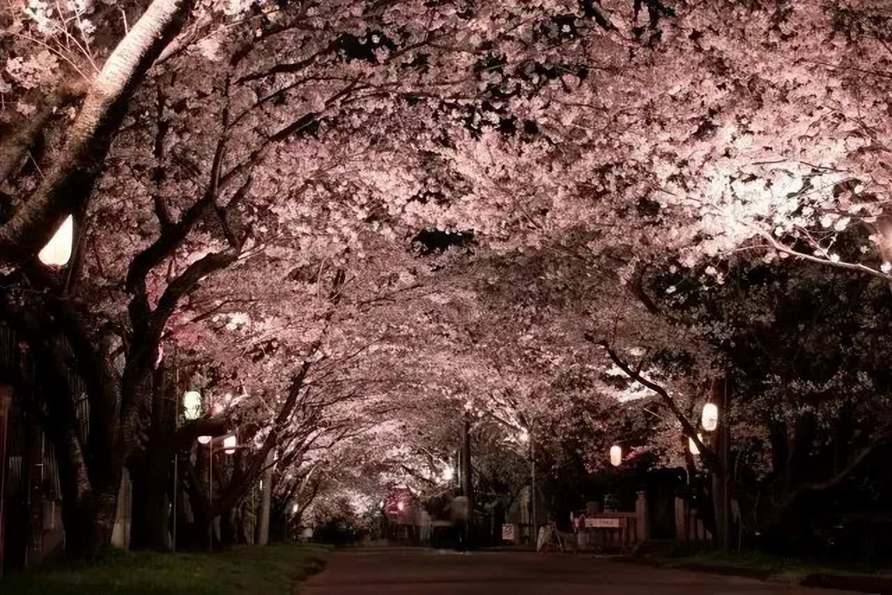 2023日本樱花预计开花的时间,2023年日本樱花总结