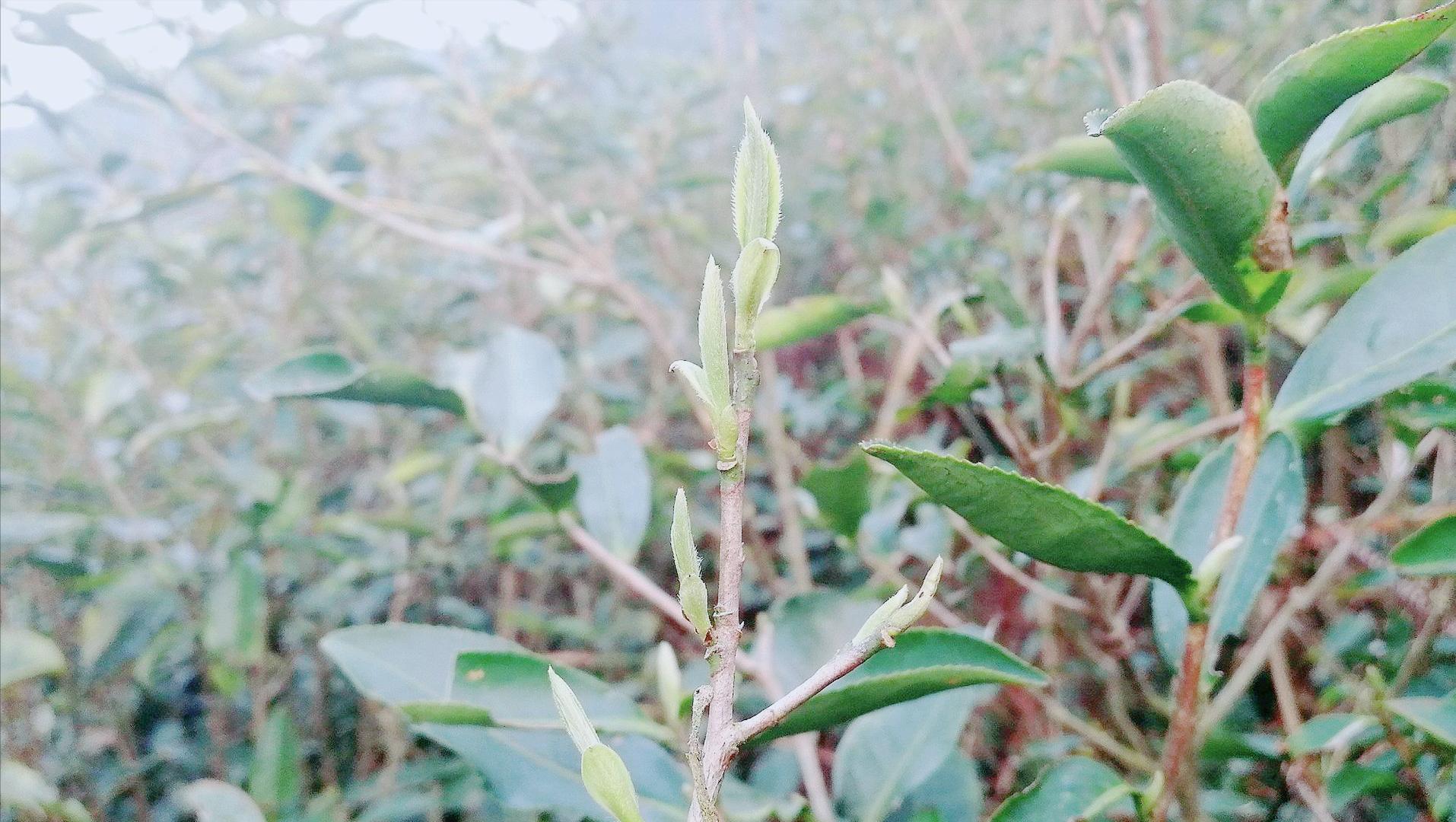 福鼎白毫银针是哪个品种的,福鼎白毫银针正宗产地