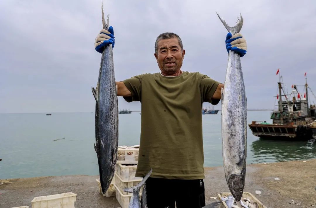 南方马鲛和北方马鲛哪个好吃,山东鲅鱼与南方马鲛鱼哪个好吃