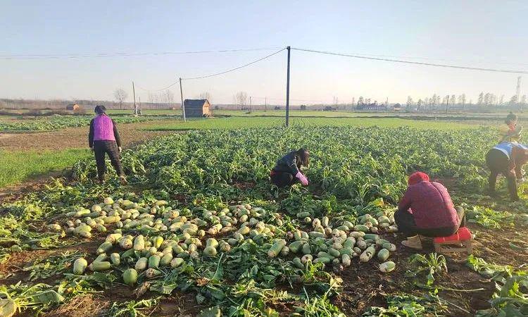 爱心助农为家乡代言,爱心助农中央企业