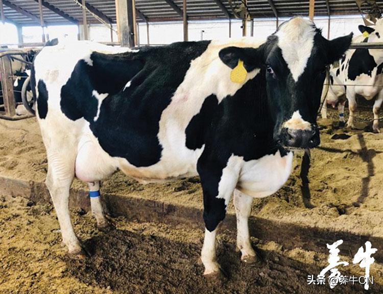 年长奶牛通常是产后瘫的猎物