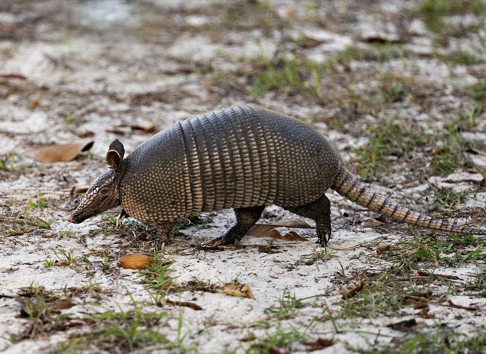 犰狳巴西,犰狳是巴西的国宝吗