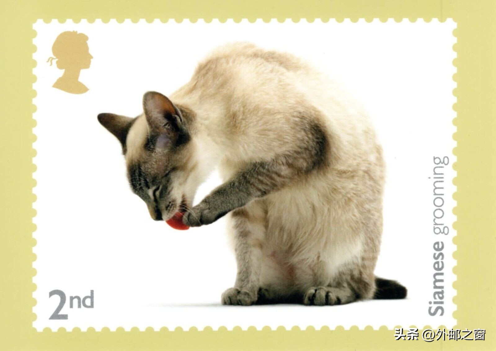 听说过吗?这些猫为邮局打工,还发工资!