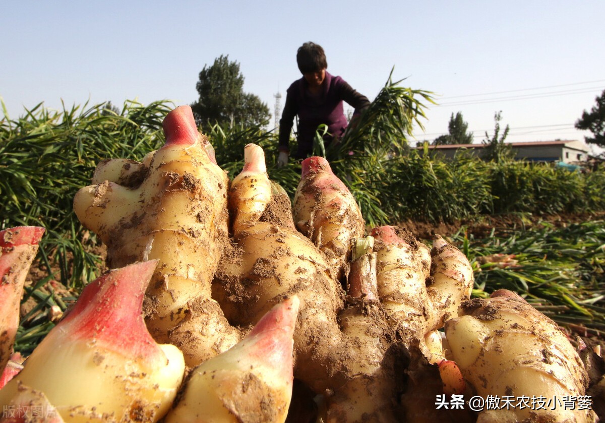 大姜的种植和管理技术资料,大姜种植新方法新规模
