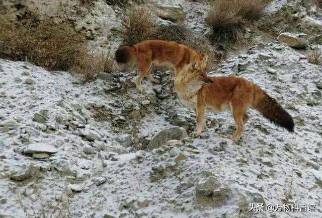 祁连山发现8只“红狗”!被称为猛兽之首,它真敢猎杀老虎?