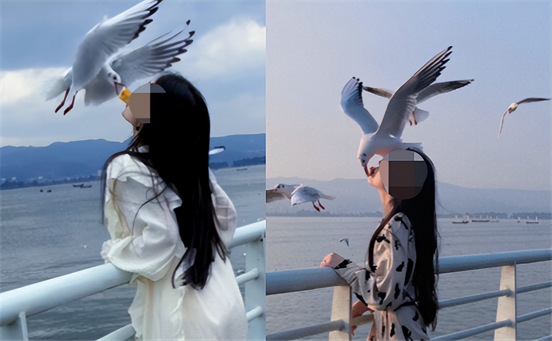 喂过一次大连海鸥，人类就要为自己的弱小羞愧