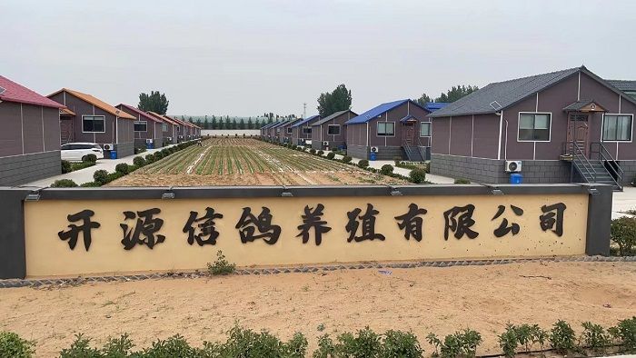 2019年郑州开源赛鸽俱乐部获奖鸽,郑州开源赛鸽俱乐部2019交鸽