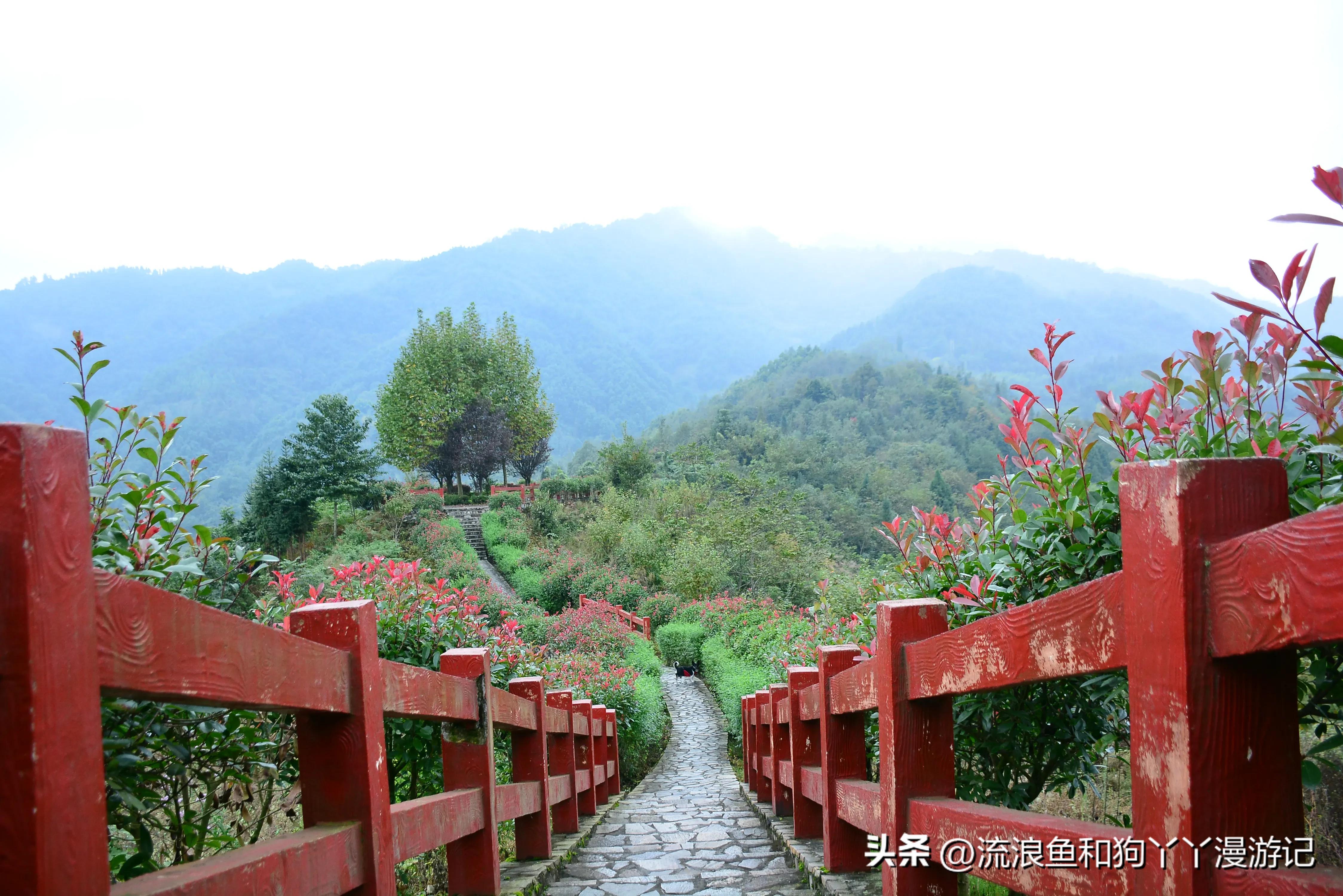 四月份成都近郊一日游好去处,2022成都近郊看雪一日游最佳去处