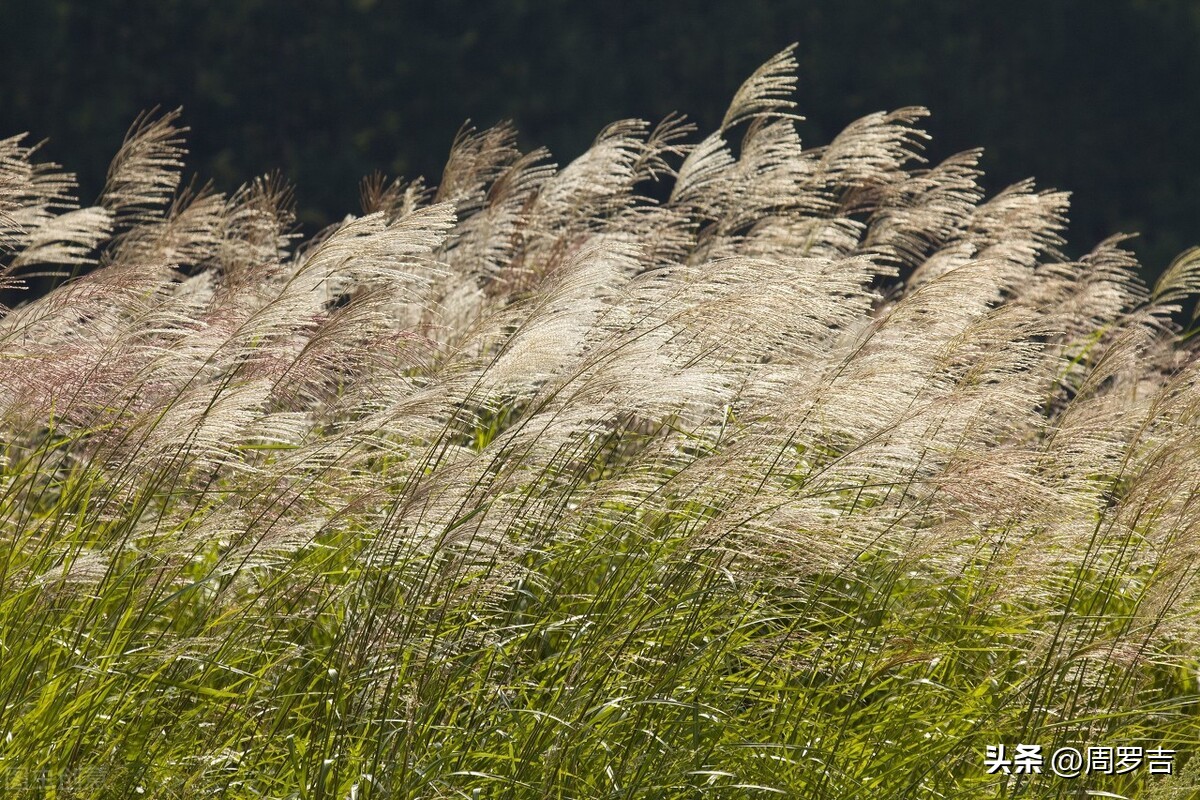 枯树赋赏析,枯树赋朗诵完整版