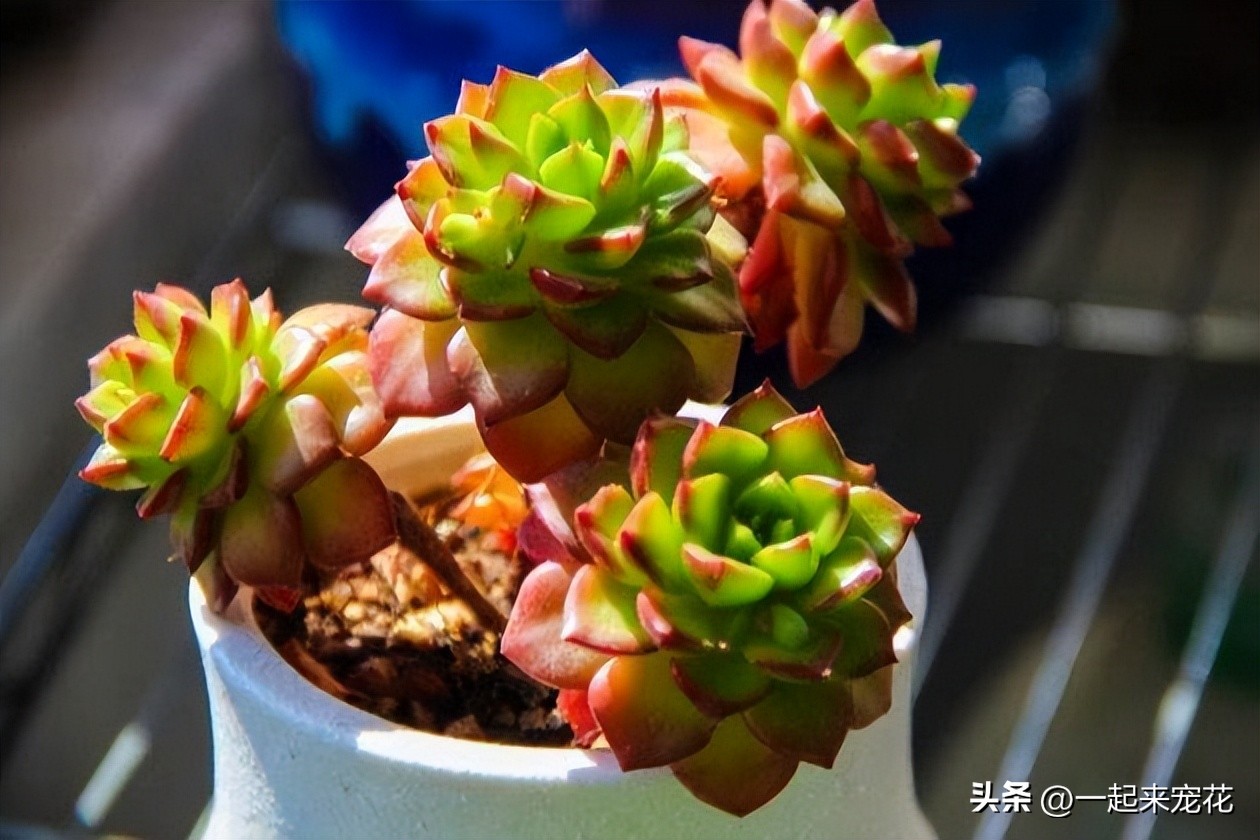 人见人喜欢的多肉,多肉蒂亚怎么养新手必看