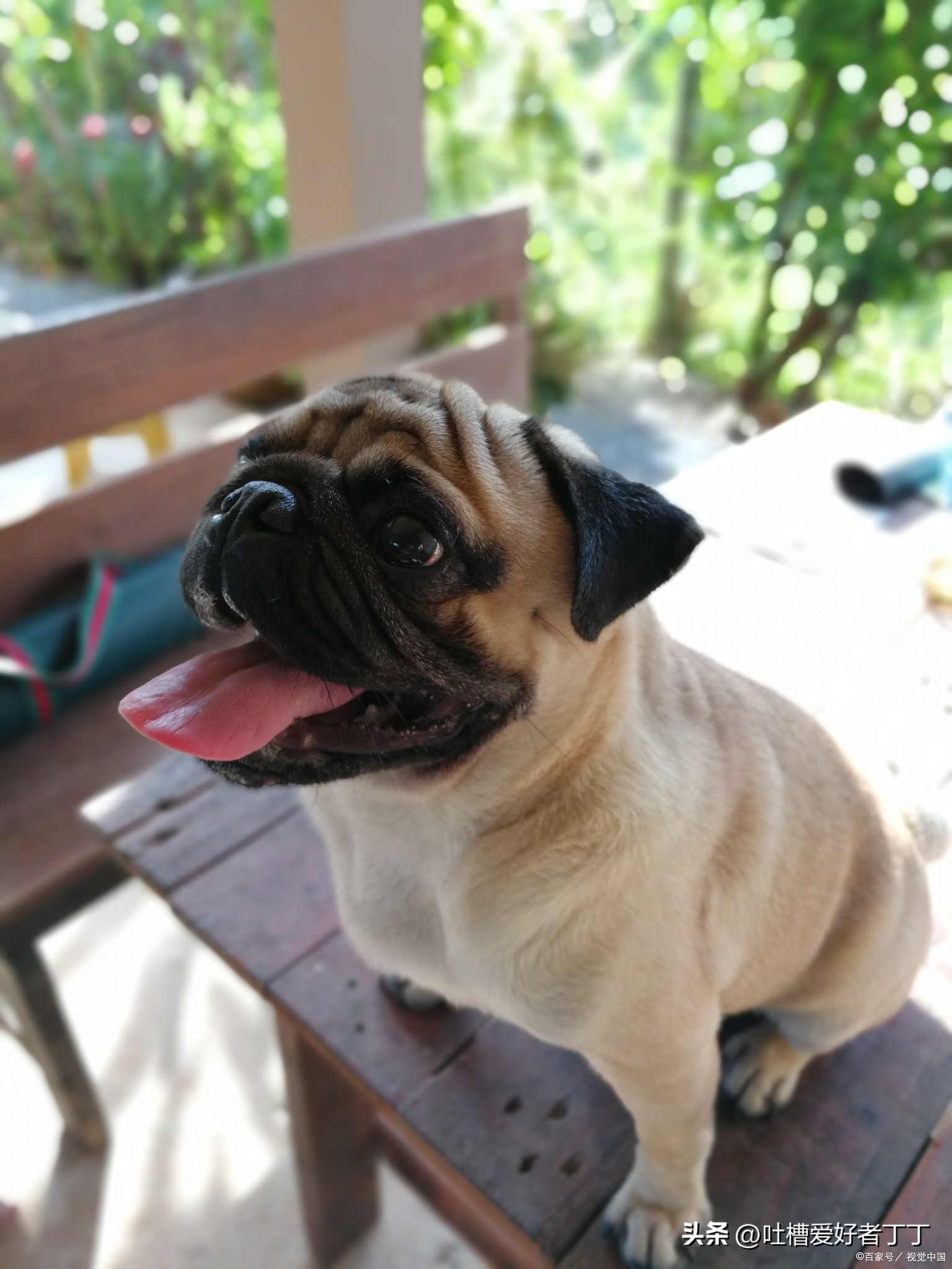 小型宠物狗品种有哪些,小型宠物狗养什么品种比较好