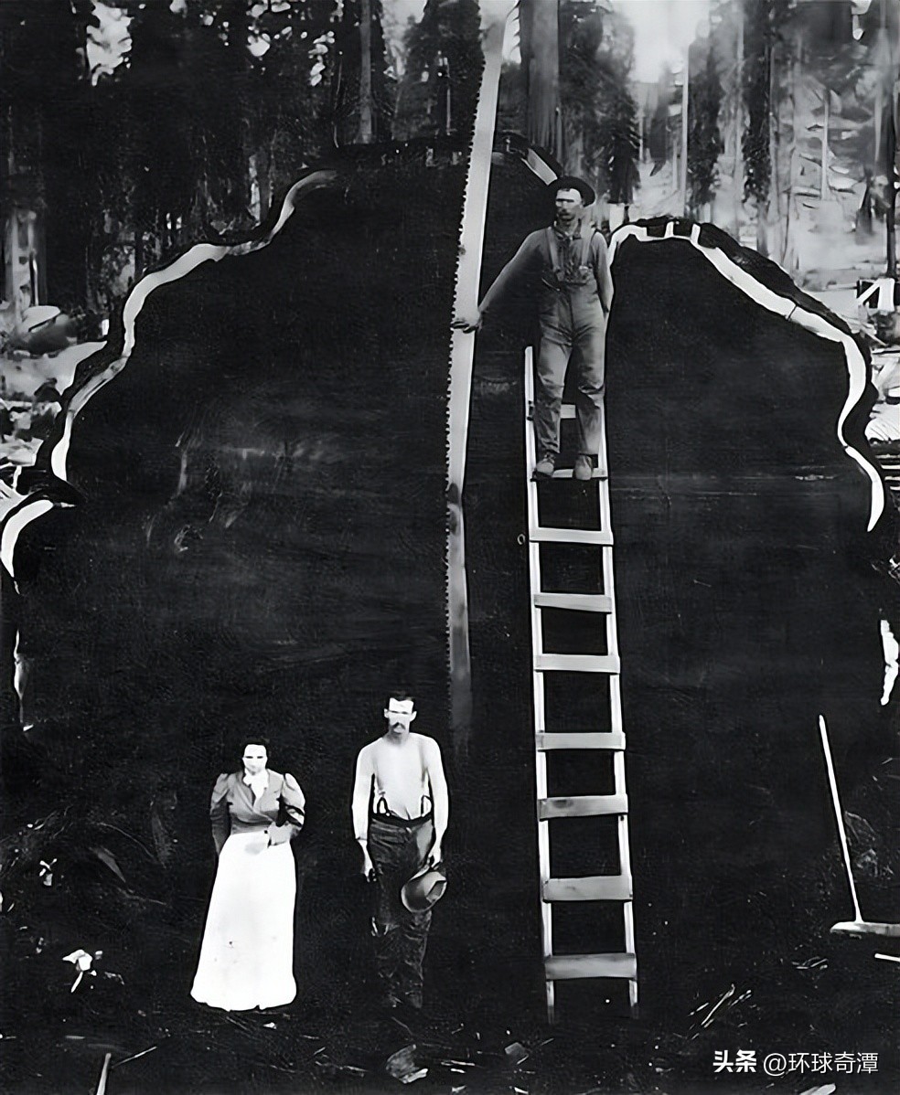 自然界中的庞然大物,自然界奇形怪状的东西