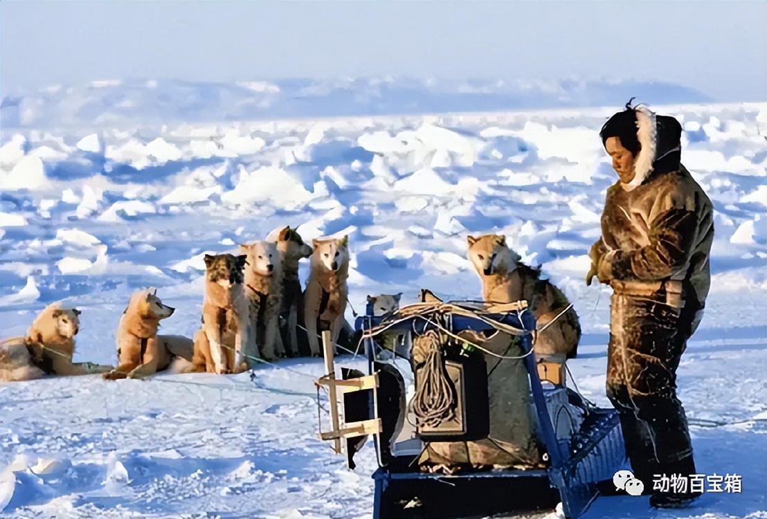西伯利亚被俄罗斯开发了吗,俄罗斯是如何开发西伯利亚