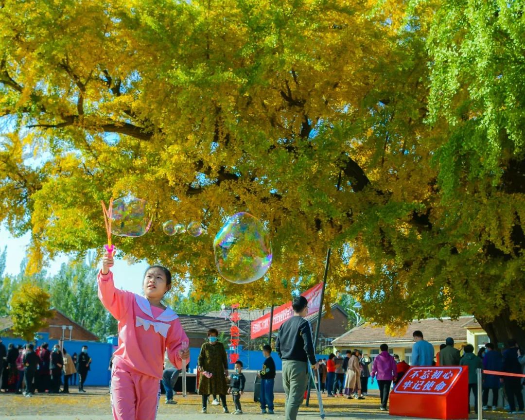 800年银杏树天津武清,武清800年银杏树视频