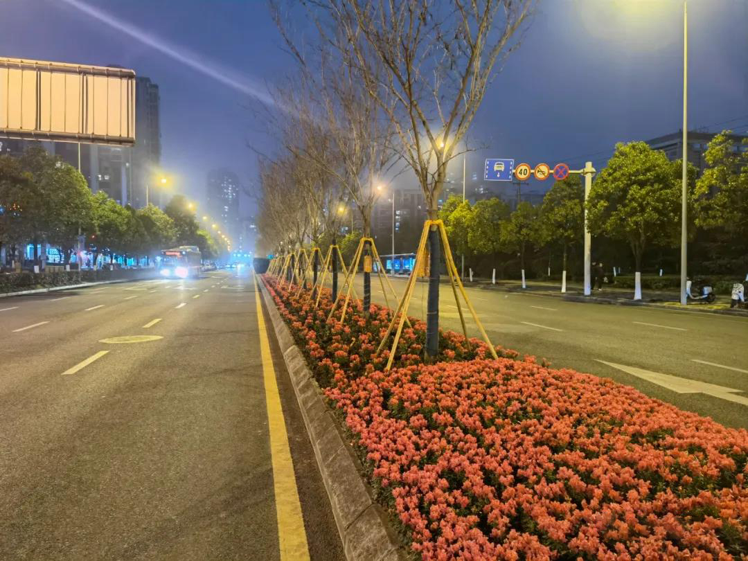 四季春一号紫荆树园林应用实例,四季春一号紫荆树行道树