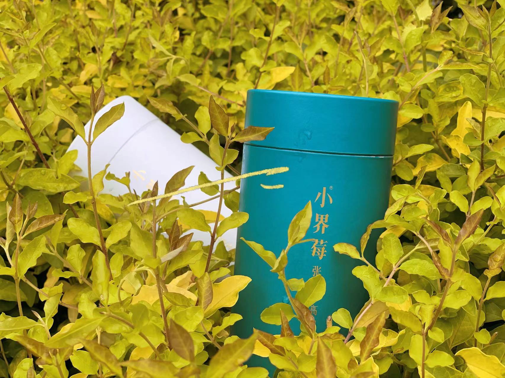 小界莓茶怎么样,特级莓茶哪个牌子是正宗的