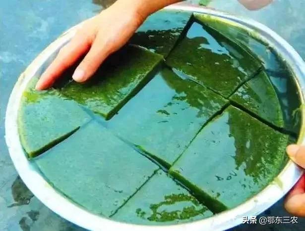 桑叶豆腐可以用黑凉粉一起做吗,农村做桑叶豆腐制作过程视频