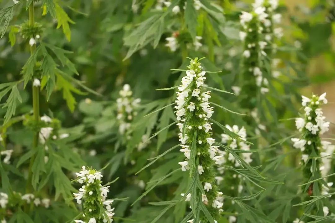 万物有灵植物篇,寸草报得三春晖