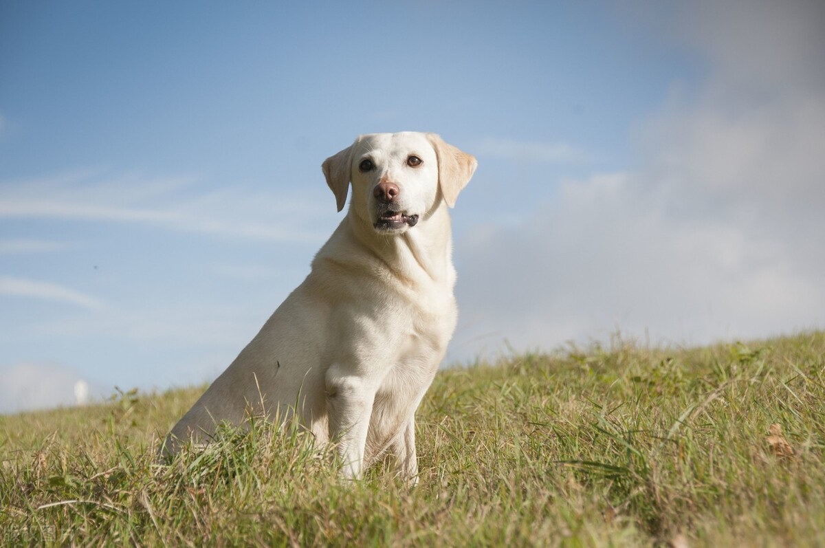 常见的宠物犬种品种有哪些,常见的宠物犬种类及图片大全
