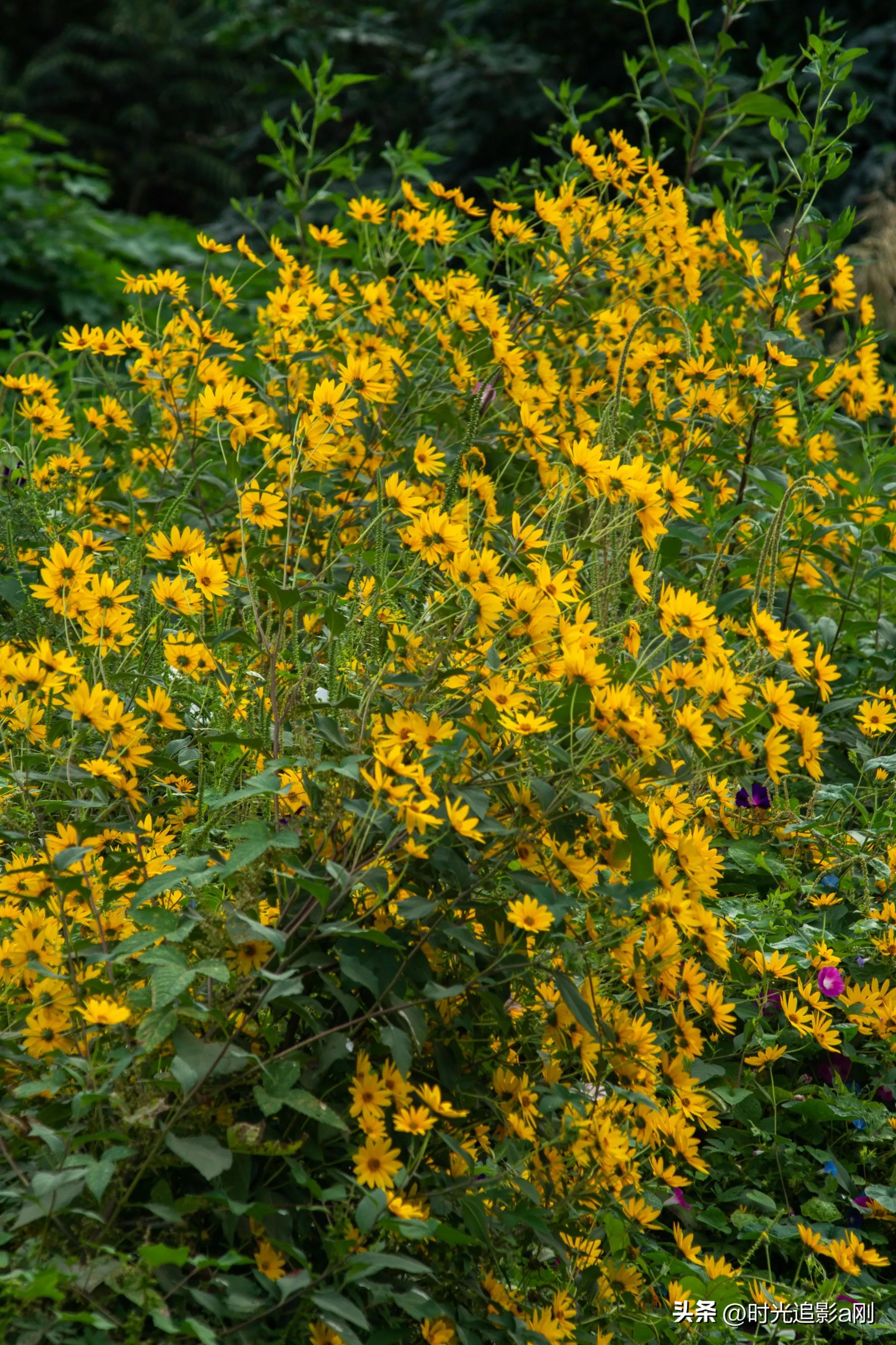 蓝眼菊的花语,七彩菊花语和寓意