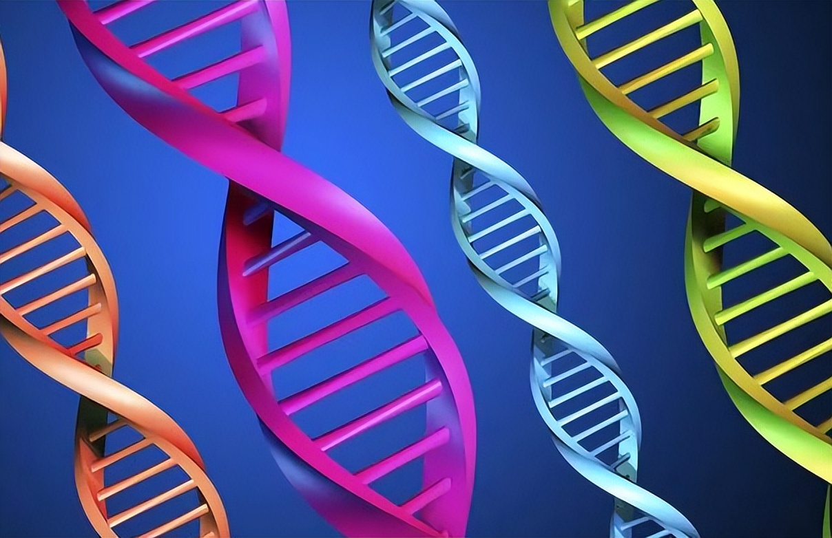 对牛毛色遗传影响：夏洛莱×荷斯坦种群中，真黑素与黑素的稀释