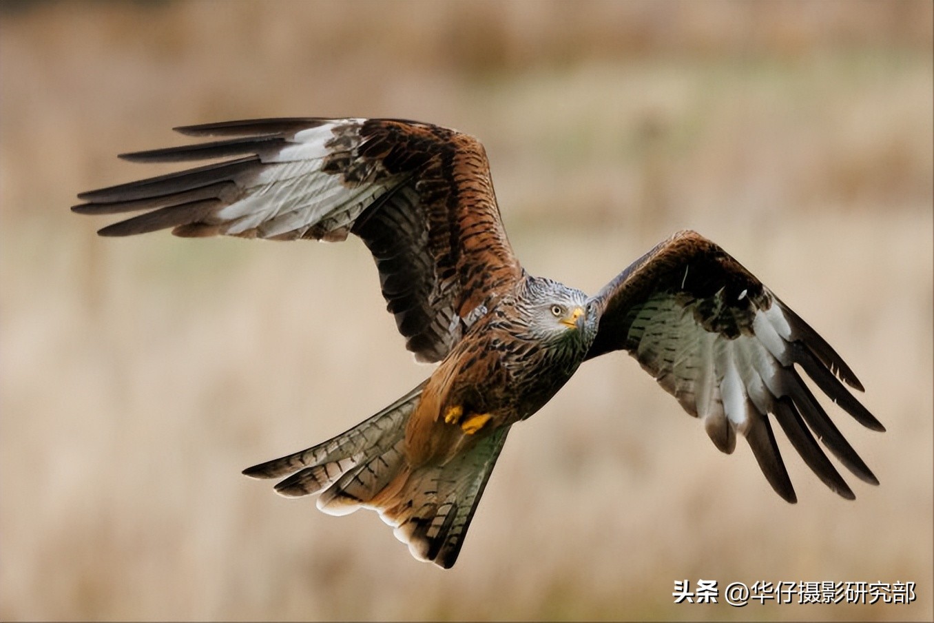 佳能r7与索尼a6400,佳能微单r7和r6哪个级别高些