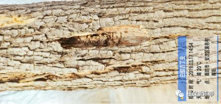 蛀干害虫为害症状识别,什么是蛀干害虫