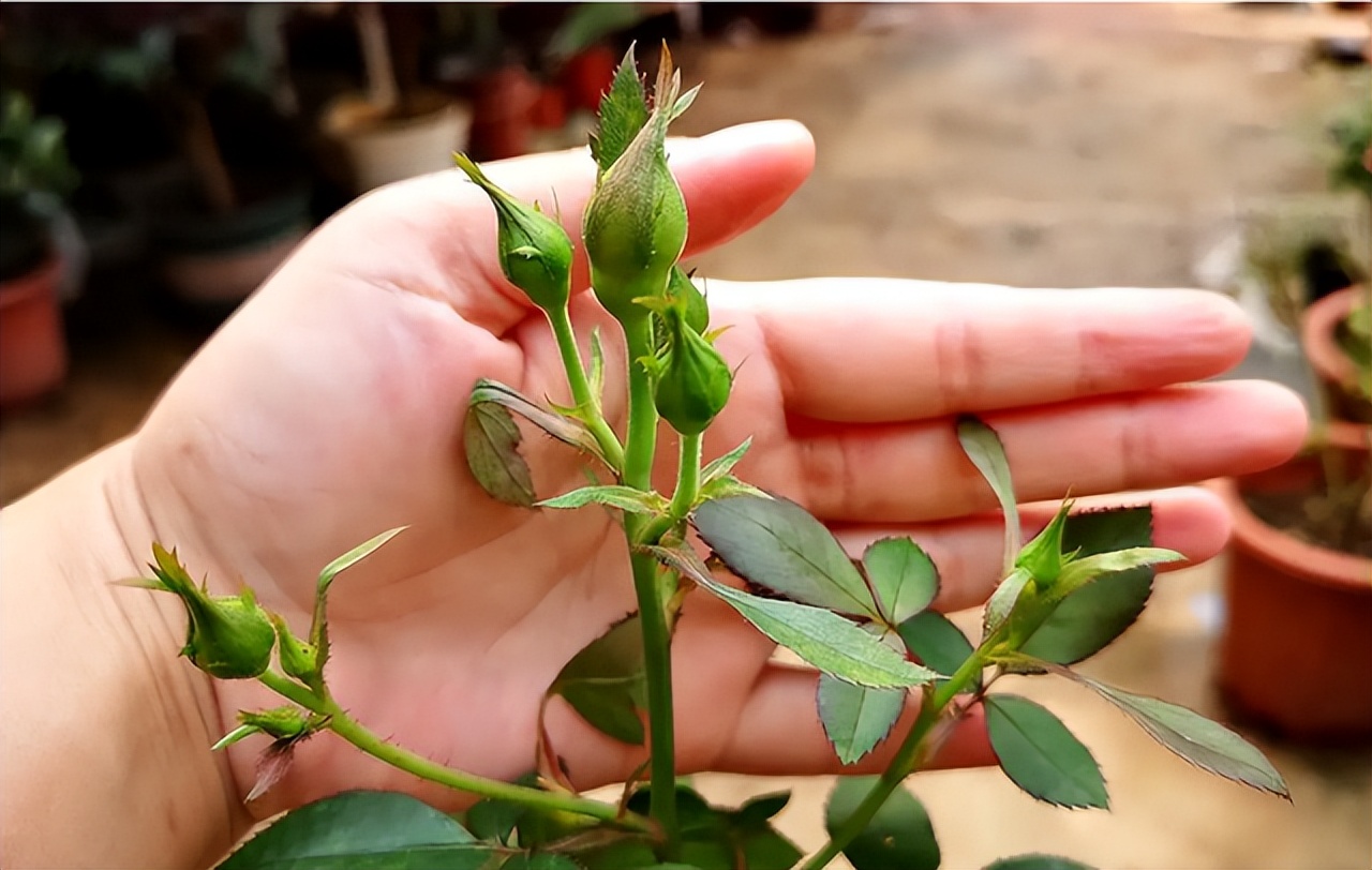 花多多2号和磷酸二氢钾有什么区别，老一辈：都是智商税，别用了