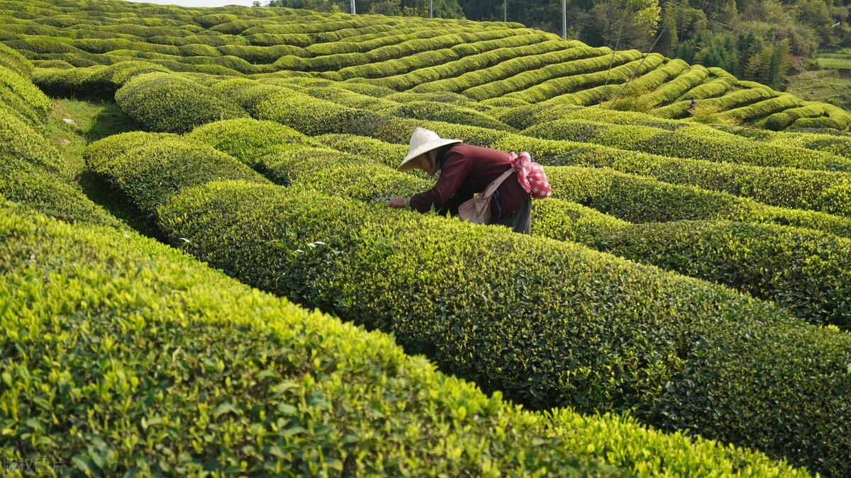 好山好水出好茶绿茶,高山绿茶和西湖龙井茶哪个好