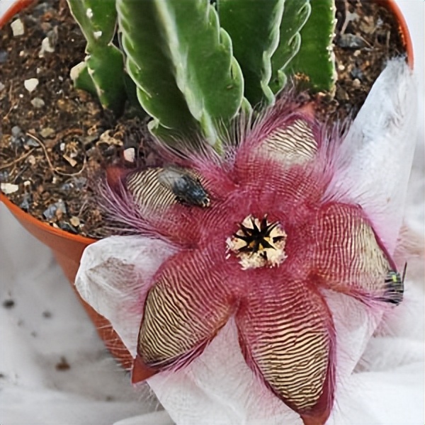 102个大类近500个多肉植物图片，都极其美丽，建议在家中也养一盆