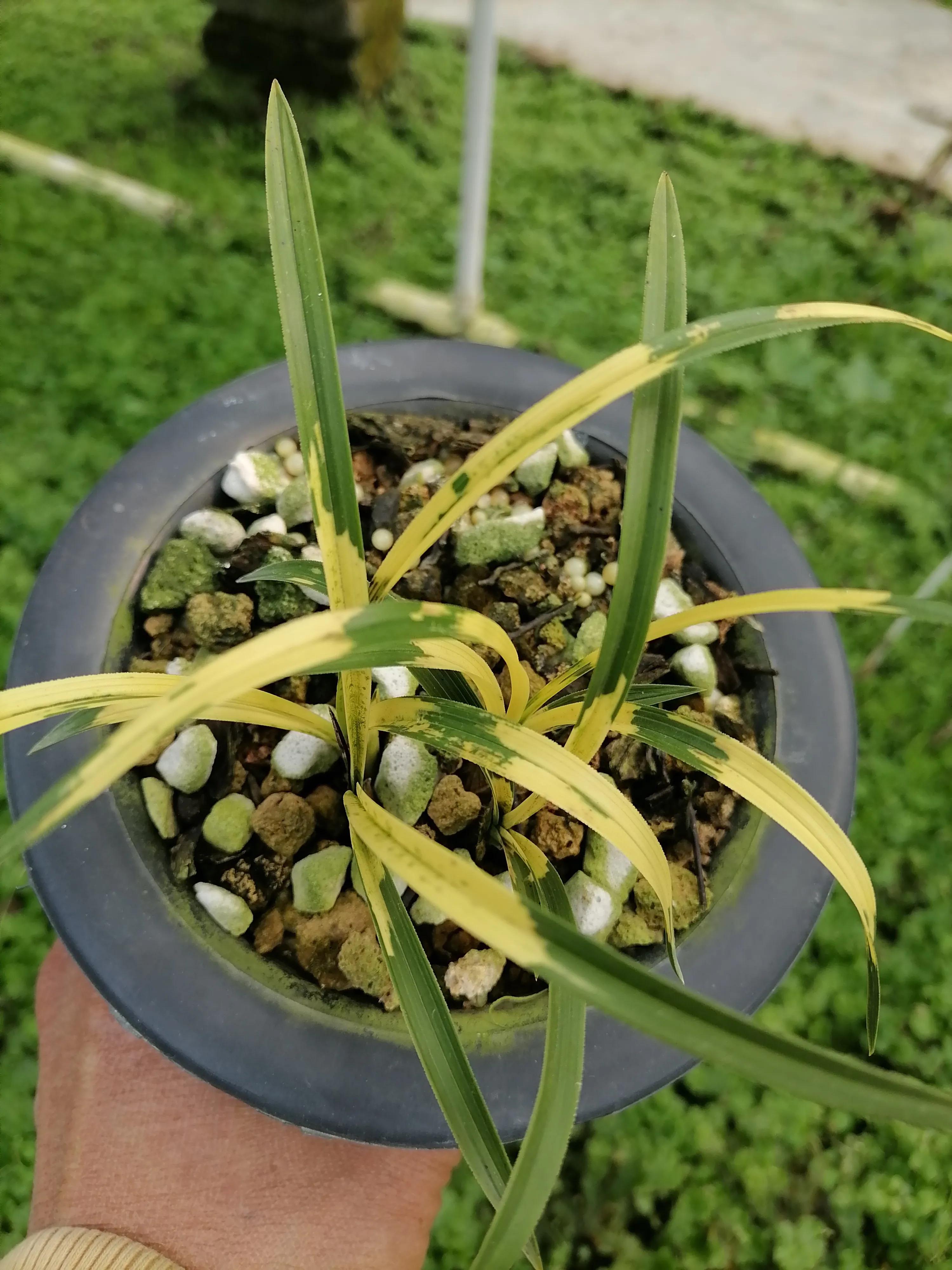 叶型最好看的兰花,浅谈对兰花的认识