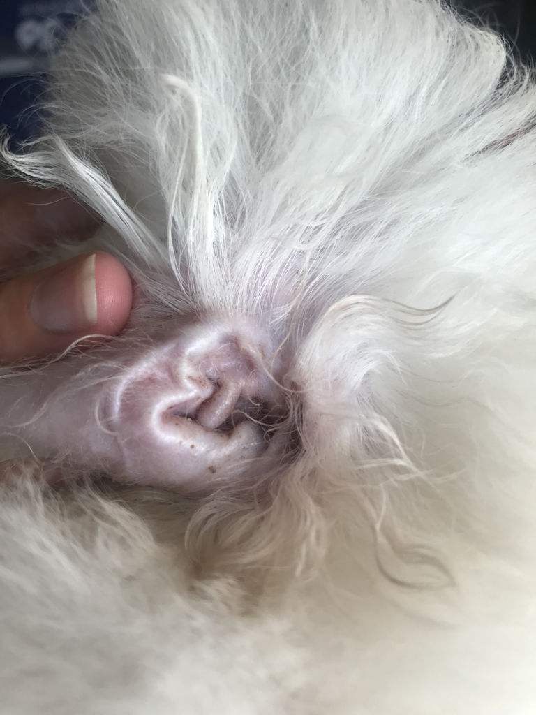 比熊泪痕和黄嘴毛怎么去除,比熊专用狗粮去泪痕哪一款好