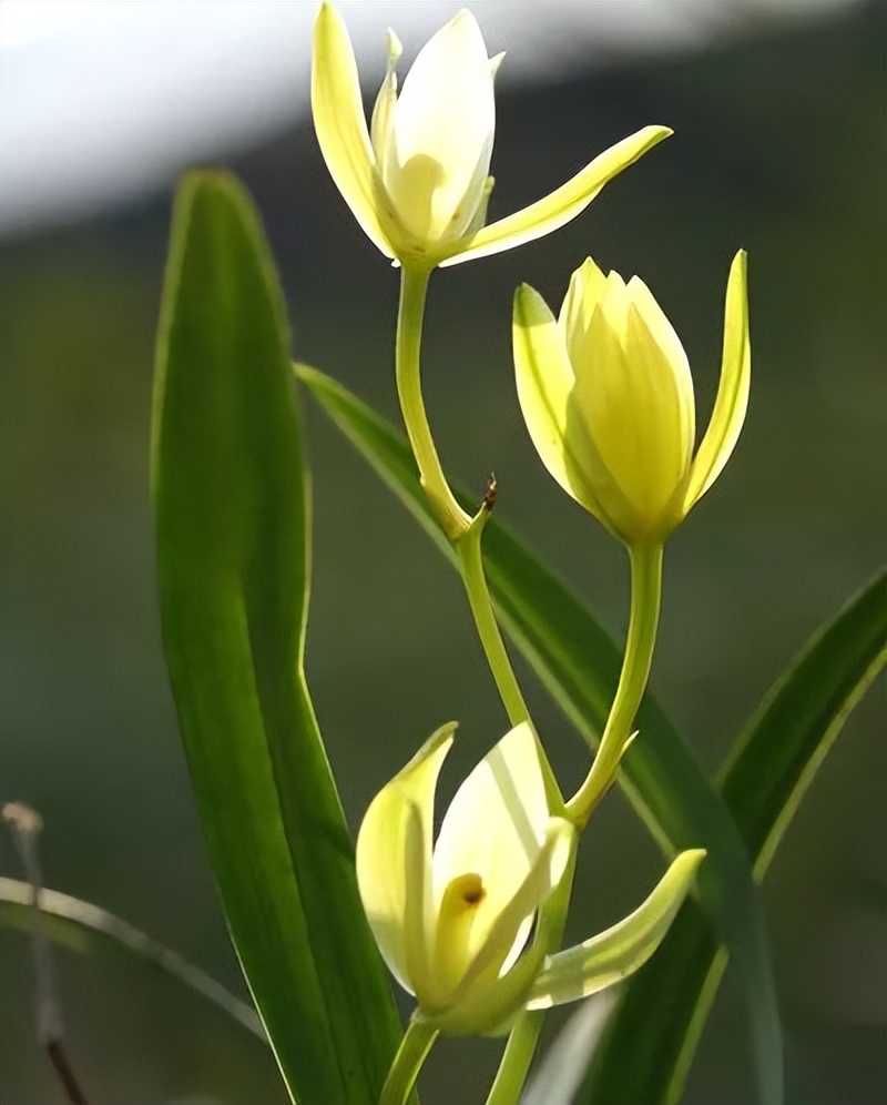 letsgo一周目攻略,letsgo图鉴攻略