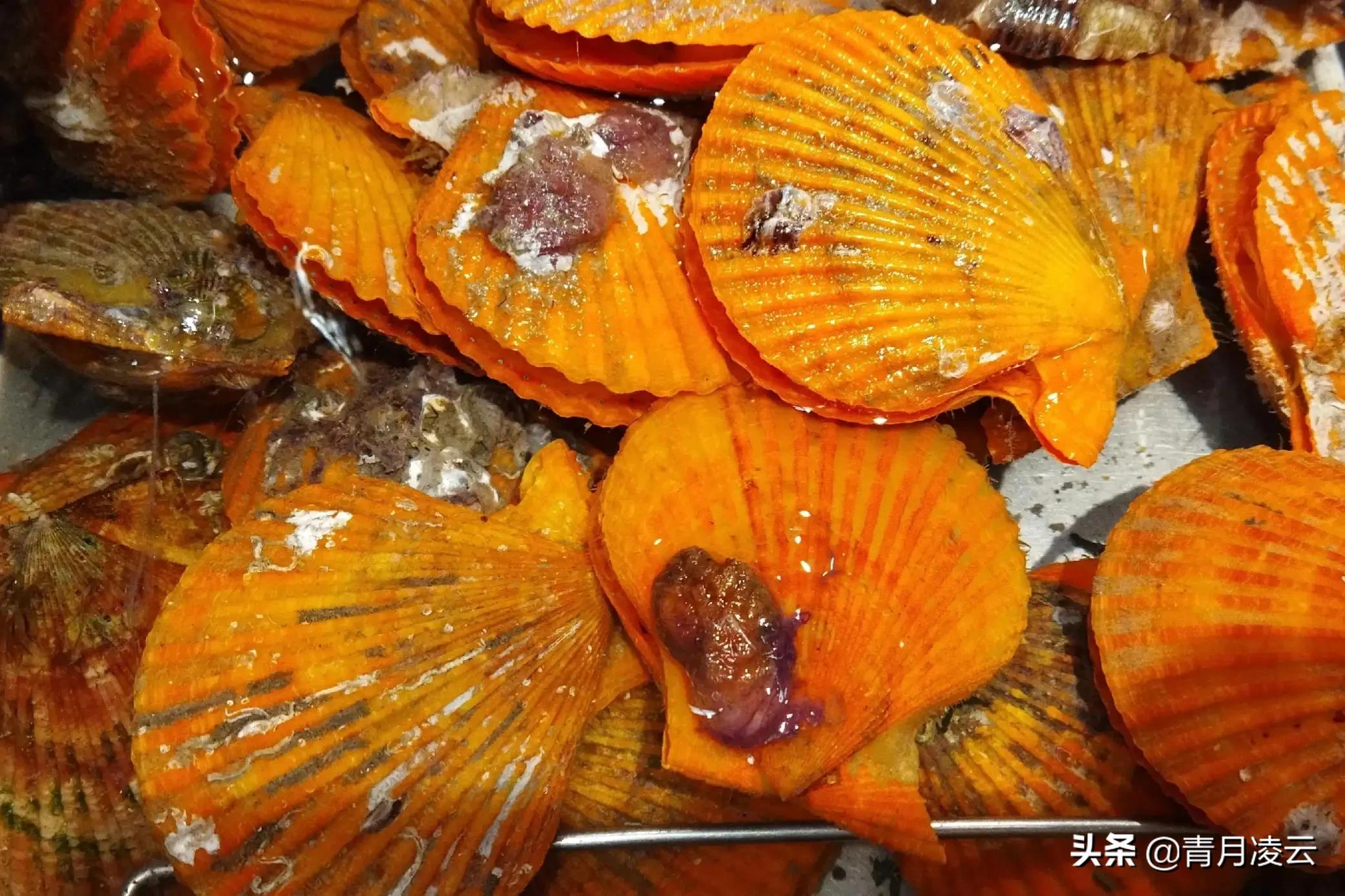 海鲜市场常见海产品图鉴,海鲜市场常见海产品图鉴表图例