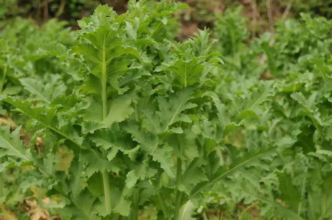 错把*粟罂**当“良药”迷信偏方来“治病”