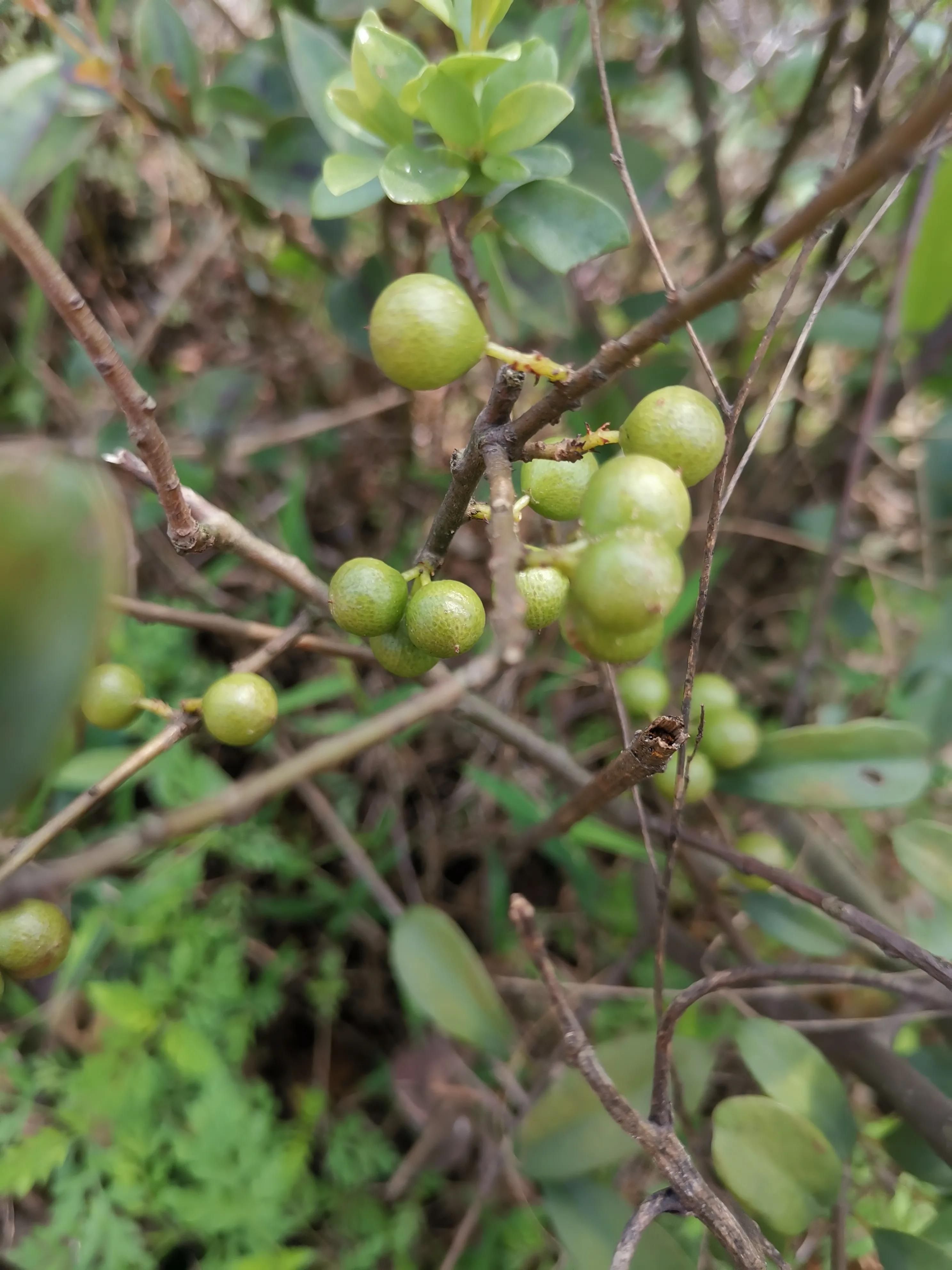 儿时回忆火药枪,儿时的回忆竹枪