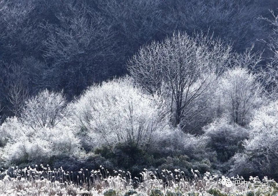 霜情雪意冰为天：四川光雾山记！