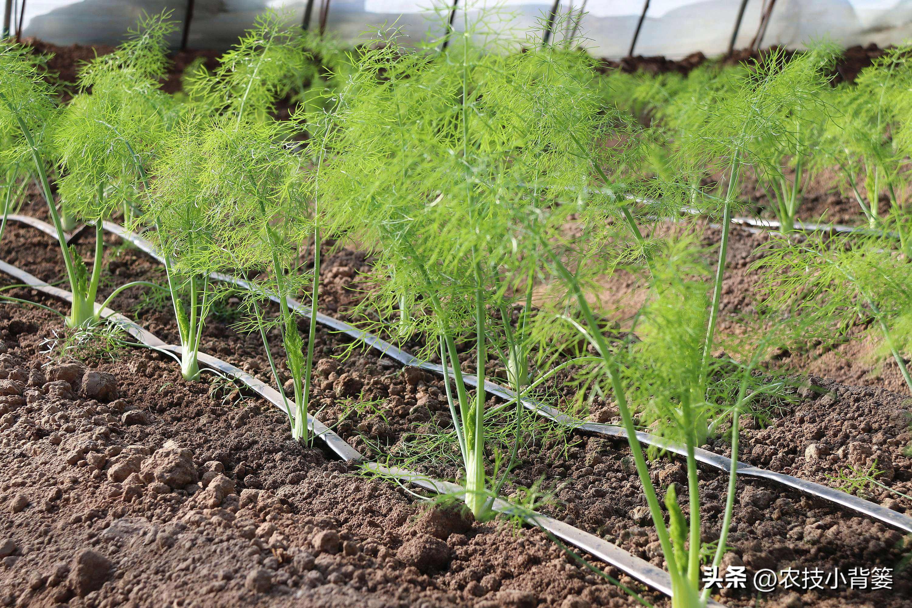 茴香的种植管理技术,茴香怎么种植小技巧简单