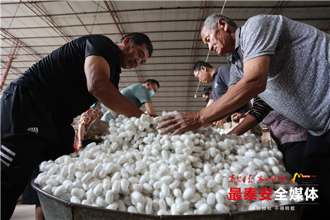 蚕茧喜获丰收,首批蚕茧丰收破茧成蝶