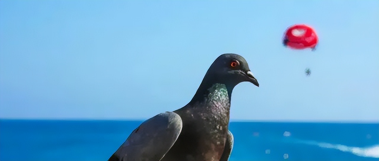 跟赛鸽比赛相比，世界杯*球赌**只能算小场面？