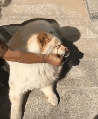 四种可以给狗狗吃的人类食物,推荐7种狗狗可以吃的食物