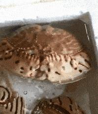 女子和同事打闹，用力过猛竟直接把*裤底**扯两半，羞得蹲地不敢起身