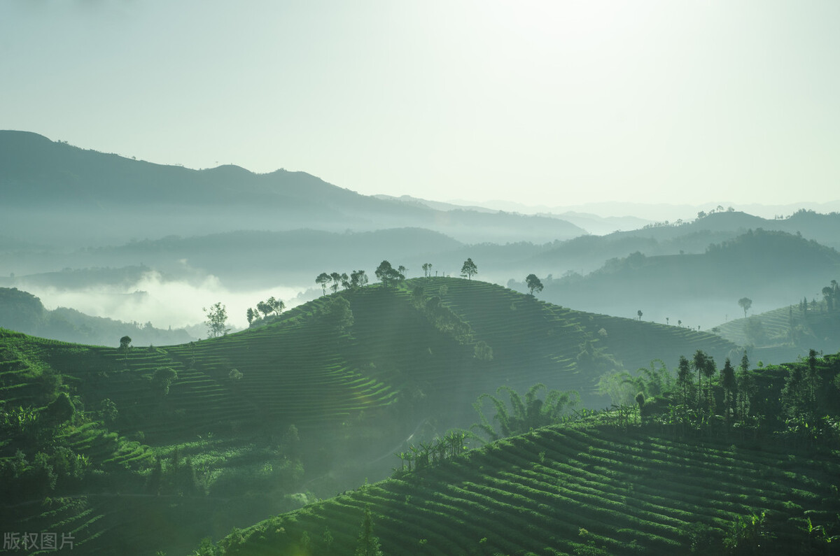 东方茶树饮料,饮料草本