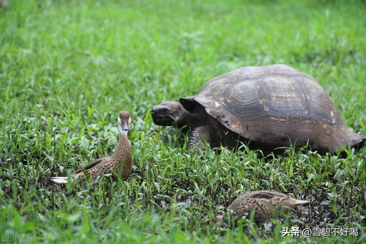 养龟技术,养龟养几只合适