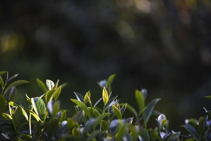 冻顶乌龙茶陈年老茶烟火气,好的冻顶乌龙茶