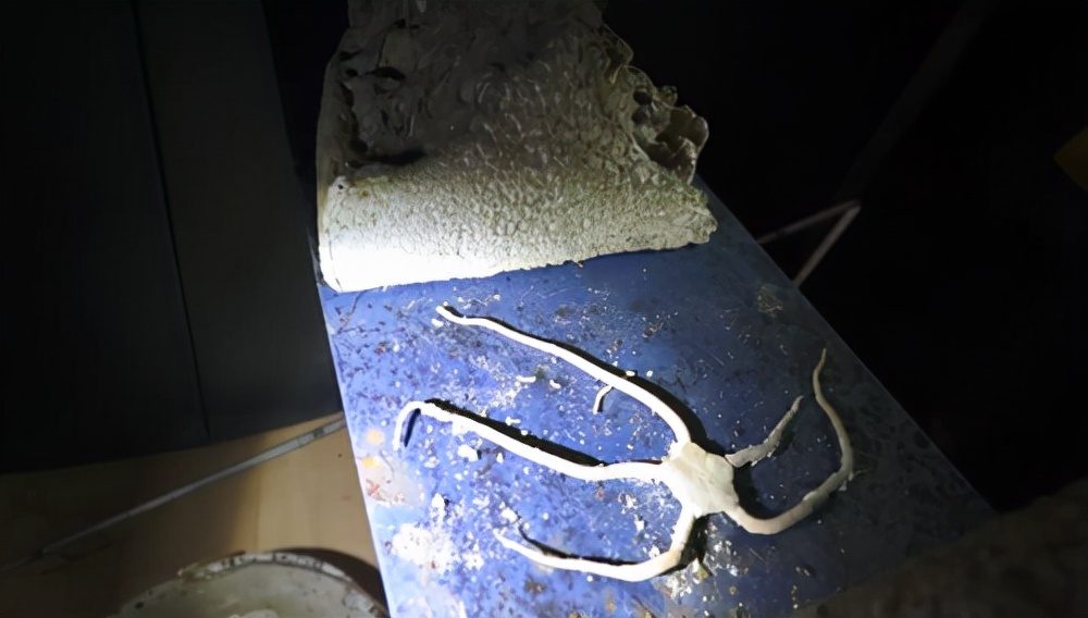 僵尸水族馆原片 (恐怖鲨鱼僵尸)